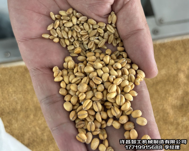 小麥炒制機